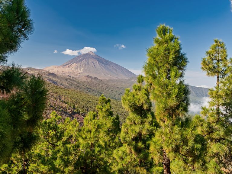 Kanarische Kiefern und der Teide Vulkan auf Teneriffa Teide Vulkan auf Teneriffa