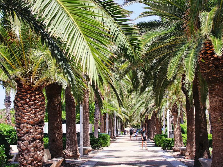 Valencia ist mit rund 840.000 Einwohnern die drittgrößte Stadt in Spanien. Palmen in Valencia