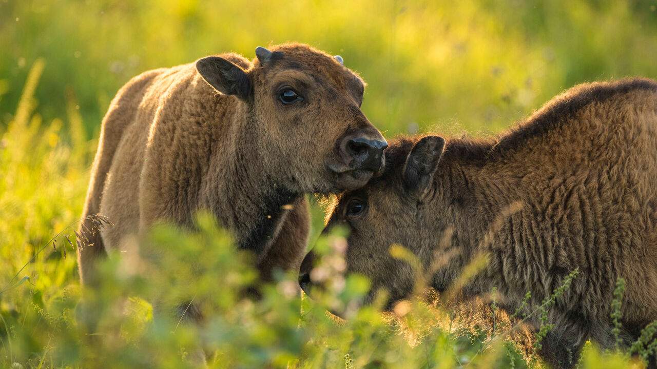 Zwei kuschelnde Plains Bisons im Elk Island National Park, Kanada