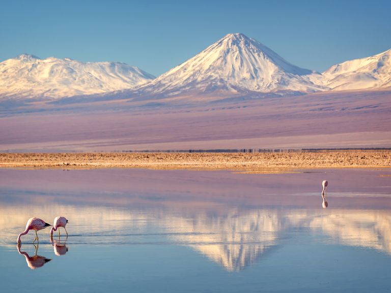 Die Laguna Chaxa befindet sich in der Salzebene Salar de Atacama. Flamingos vor den Lagunen der Atacama-Wüste, Chile