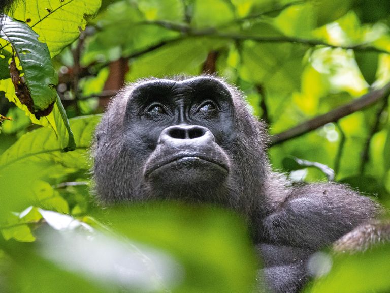 Neugierige Zeitgenossen: die Gorillas vom Loango-Nationalpark in Gabun Gorilla im Loango-Nationalpark in Gabun