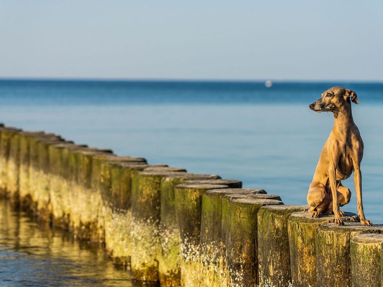 Die Ostsee hält zahlreiche charmante Orte bereit, die sich über tierischen Besuch freuen. Hund am Strand an der Ostsee