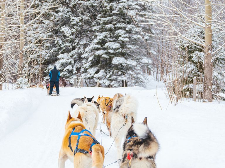 Hundeschlitten bei Le Baluchon, Québec in Kanada