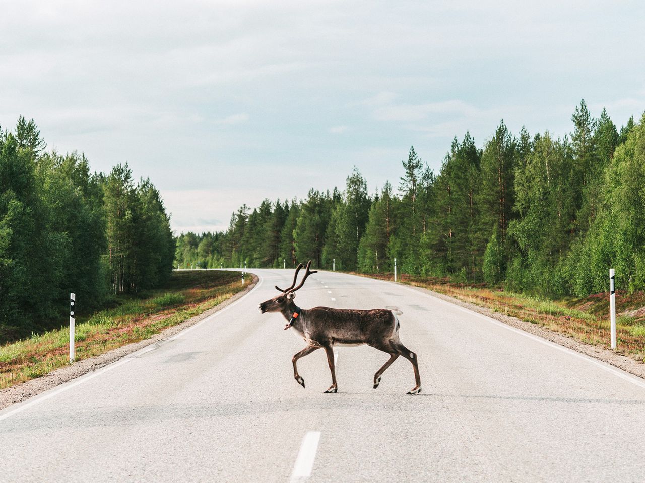 Rentier, Finnisch-Lappland