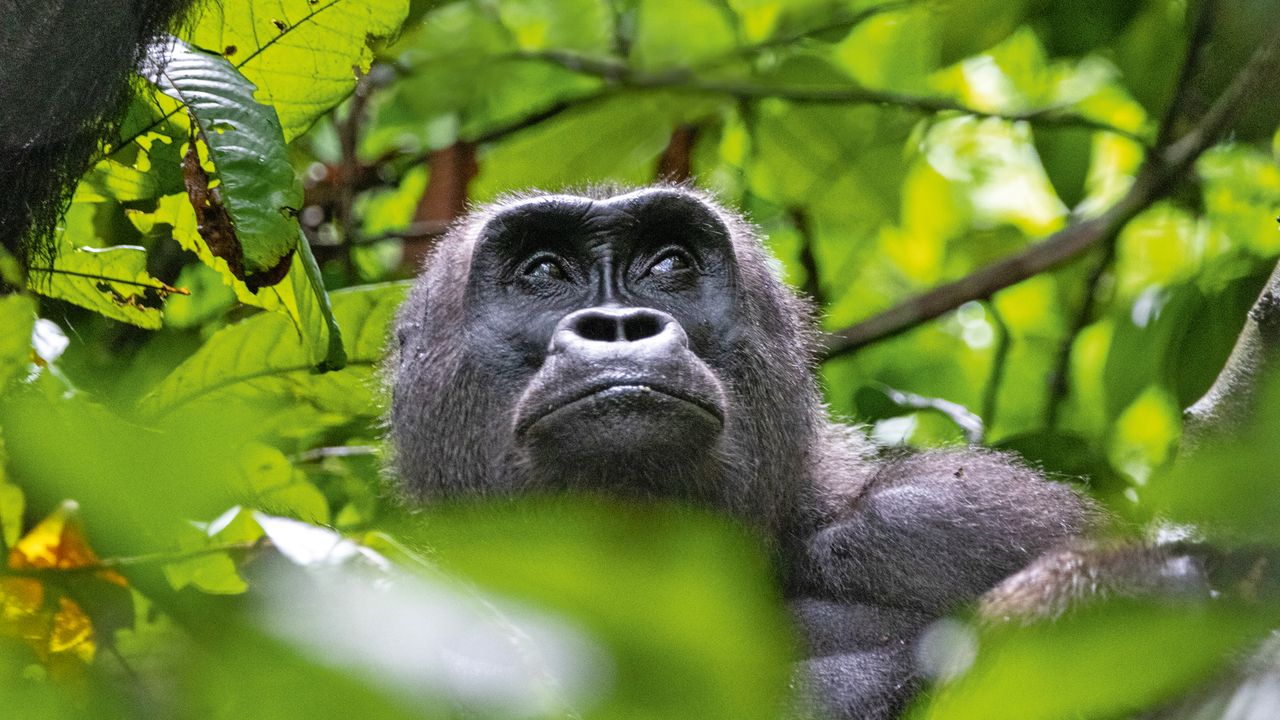 Neugierige Zeitgenossen: die Gorillas vom Loango-Nationalpark in Gabun Gorilla im Loango-Nationalpark in Gabun