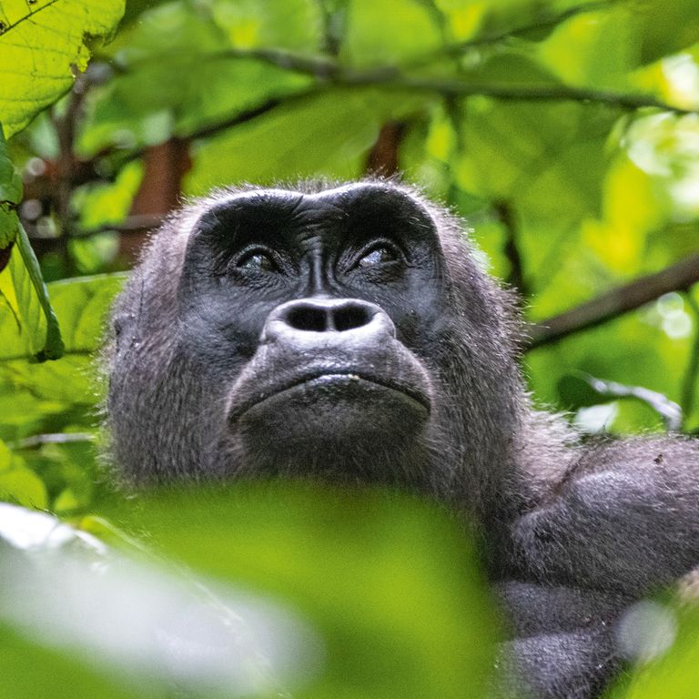 Neugierige Zeitgenossen: die Gorillas vom Loango-Nationalpark in Gabun Gorilla im Loango-Nationalpark in Gabun