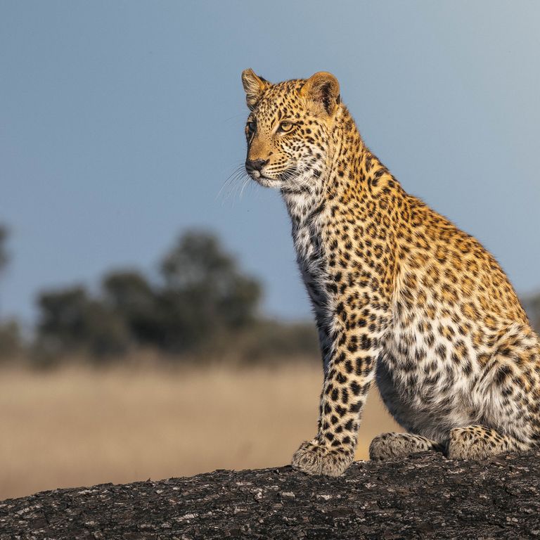 Leopard im Okavango-Delta, Botswana Leopard im Okavango-Delta, Botswana